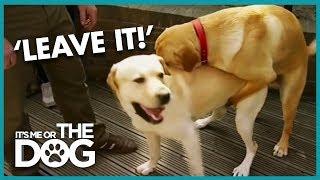 How to Stop Your Dog Humping  Its Me or the Dog