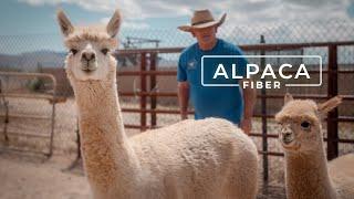 Why Alpaca Wool is Called the Fiber of the Gods  PARAGRAPHIC