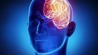 मानव मस्तिष्क  Senior   - Biology - 3D animation - Human Brain Overview - Hindi