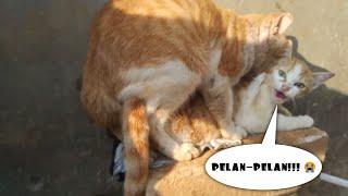 Perawan diperkosa oleh kakek tua sampai berteriak versi kucing