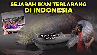 JADI AIB? KISAH AWAL MULA IKAN ARAPAIMA BISA HADIR DI INDONESIA