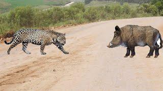 ESSE LEOPARDO MEXEU COM O JAVALÍ ERRADO