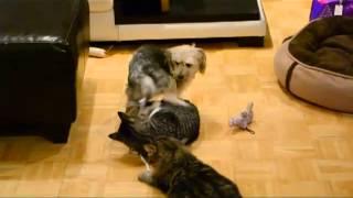 Cats attack dog dog humps cat video