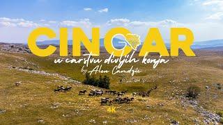 Cincar U carstvu divljih konja - Bosna i Hercegovina - Hiking Tours  Go Bosnia & Herzegovina 4K