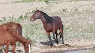 Bachelor stallions coming into the waterhole