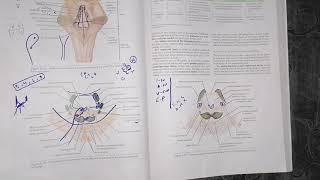 Internal structure of pons part 2 comparison of cauded and cranial portion #neuroanatomy