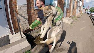 ЭКСТРЕННАЯ госпитализация Волчонка Афины. Страшный вирус.... ЭНТЕРИТ подкосил волчонка...