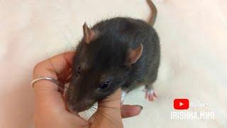 Можно крысам детское питание? 