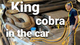 King cobra in the car
