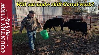 Loading up steers in our make shift corral.   What did it cost us to raise feeder steers?