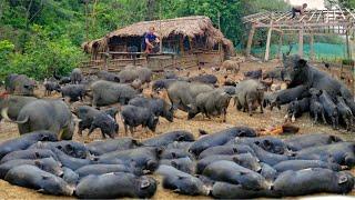 Full video 100 days journey of raising pigs expanding the farm chicken and duck farms