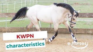 KWPN horse  characteristics origin & disciplines