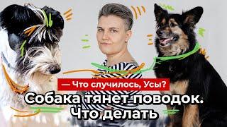 Собака тянет поводок что делать? Что случилось Усы