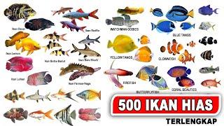 YUK KENALI 500 JENIS NAMA- NAMA IKAN HIAS