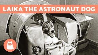The True Story of LAIKA - the ASTRONAUT DOG  