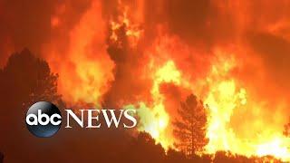 Forest fires reach record levels across globe l ABC News