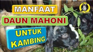 MANFAAT DAUN MAHONI UNTUK PAKAN KAMBING  KAMBING PERANAKAN ETAWA & JAWA RANDU  PETERNAK MELENIAL