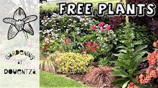 Plants For Free - growing self seeding plants and how to manage them
