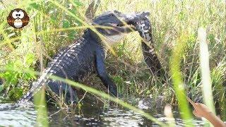 Video Detik-Detik Buaya Aligator Memakan Ular Piton Besar