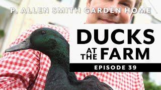 Ducks Breeds at Moss Mountain Farm  P. Allen Smith 2020