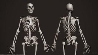 Human Osteology Axial and Appendicular Skeleton