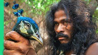Sri Lankan Tribe Hunts Peacock 24 Hours With the Vedda