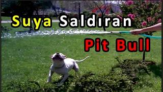 Suyla Oynamayı Delicesine Seven Pitbull