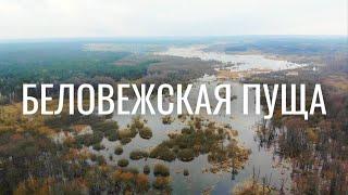 ПУТЕШЕСТВИЕ ПО БЕЛАРУСИ  Гайд по Беловежской пуще  Зубры и олени в дикой природе