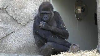 Very sad looking Gorillas