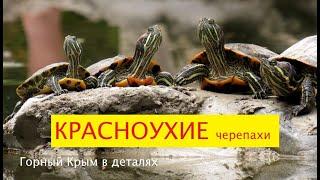 Красноухие черепахи