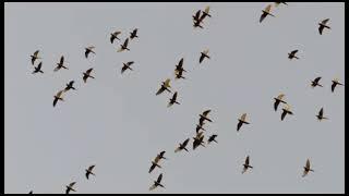 Minas gerais#parrot #papagaio #birds sound aves cantando na natureza#birds #pássaro.@andersonmalu.