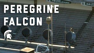 Peregrine Falcons nesting on Spartan Stadium