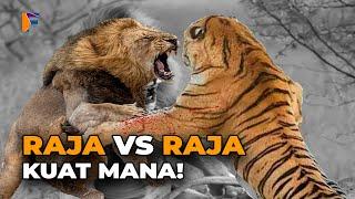 SINGA VS HARIMAU.. PEMENANG DAN PALING KUAT DALAM LAWAN PERTARUNGAN