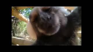 Monkey kissing camera