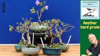 Improving Azalea Bonsai - More back budding means MORE options