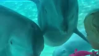 Dolphins