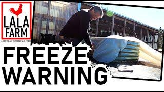 Florida Freeze Warning Garden Tour and Covering Plants
