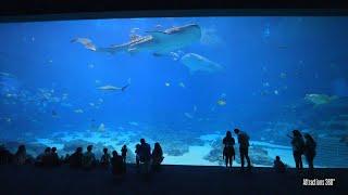 LARGEST Aquarium in North America with Whale Sharks Georgia Aquarium 2023