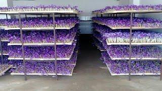 How to Farming Saffron? Saffron agriculture processVertical Saffron production
