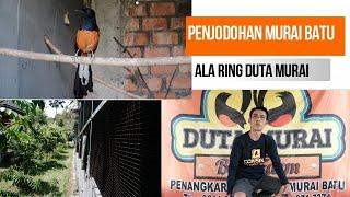 Penjodohan Murai Batu  Ring Duta Murai BF