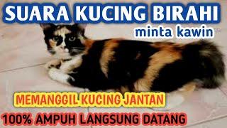 SUARA KUCING BETINA BIRAHI MEMANGGIL KUCING JANTAN  suara kucing birahi minta kawin #kucingbirahi