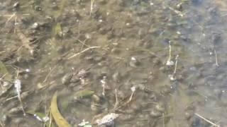 Tucson Tadpoles