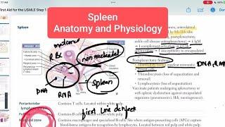 Spleen anatomy and function #immunology 4  First Aid USMLE Step 1 in UrduHindi 