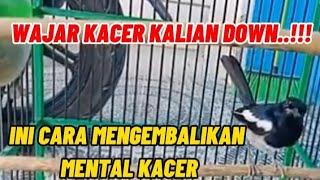 MENTAL KACER HILANG..? INI CARA MENGEMBALIKANNYA