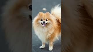 En Detaylı Pomeranian Videosu.Pomeranian nasıl bir köpek?#pomeranian #pomeranianpuppy #shorts #short