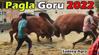 Pagla Goru Paglami 2022  Angry Cow In Bangladesh  Sadeeq Agro 2022  Pagla Goru 2022  Cow Farm