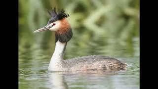 Great Crested Grebe Bird Call