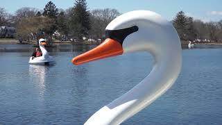 Buttonwood Park Swan Boats open 7 days a week