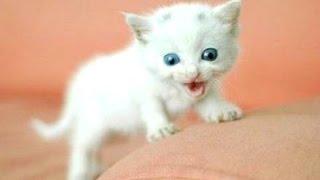 Funny Cats And Kittens Meowing Compilation 2015  NEW