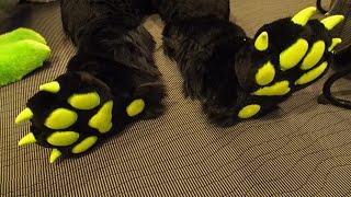 Paws & Cuddle #2 ** Late Night ** Eurofurence 26 ** for Furry Fursuiters and read description first